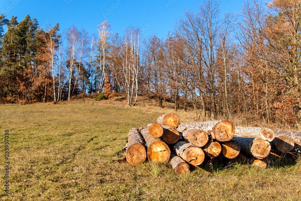 Pine tree and spruce. A pile of logs in a meadow at a forest. Bark beetle calamity. Timber extraction. Preparing for the winter. Pine tree and spruce. A pile of logs in a meadow at a forest. Bark beetle calamity. Timber extraction. Preparing for the winter.
