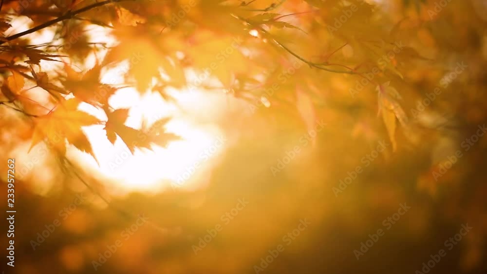 Sun Shining Through Fall Leaves Blowing In Breeze. Slow Motion Autumn Background Sun Shining Through Fall Leaves Blowing In Breeze. Slow Motion Autumn Background