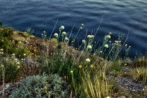 Flowers of garlic, a view of the Adriatic sea from the mountain. Croatia