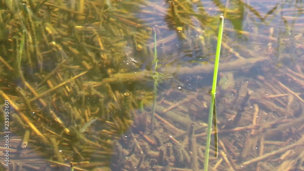 Water skipper skittering across the water, with a small fish swimming underneath. Water skipper skittering across the water, with a small fish swimming underneath.