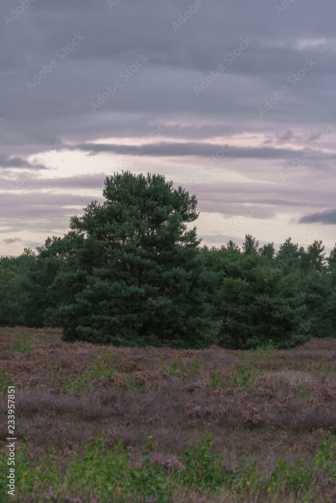 Besenheide Heidekraut blüht bei Sonnenuntergang in der Mehlinger Heidelandschaft Besenheide Heidekraut blüht bei Sonnenuntergang in der Mehlinger Heidelandschaft