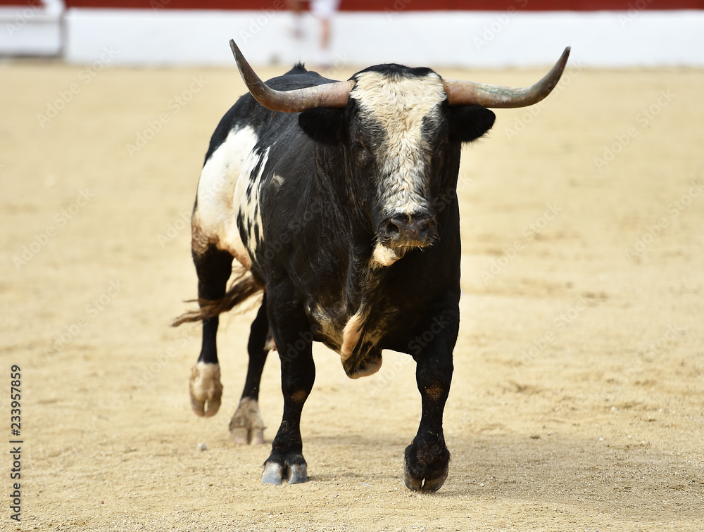 toro español corriendo en plaza de toros toro español corriendo en plaza de toros