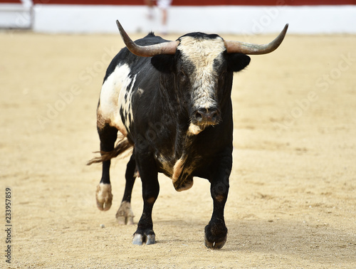 toro español corriendo en plaza de toros