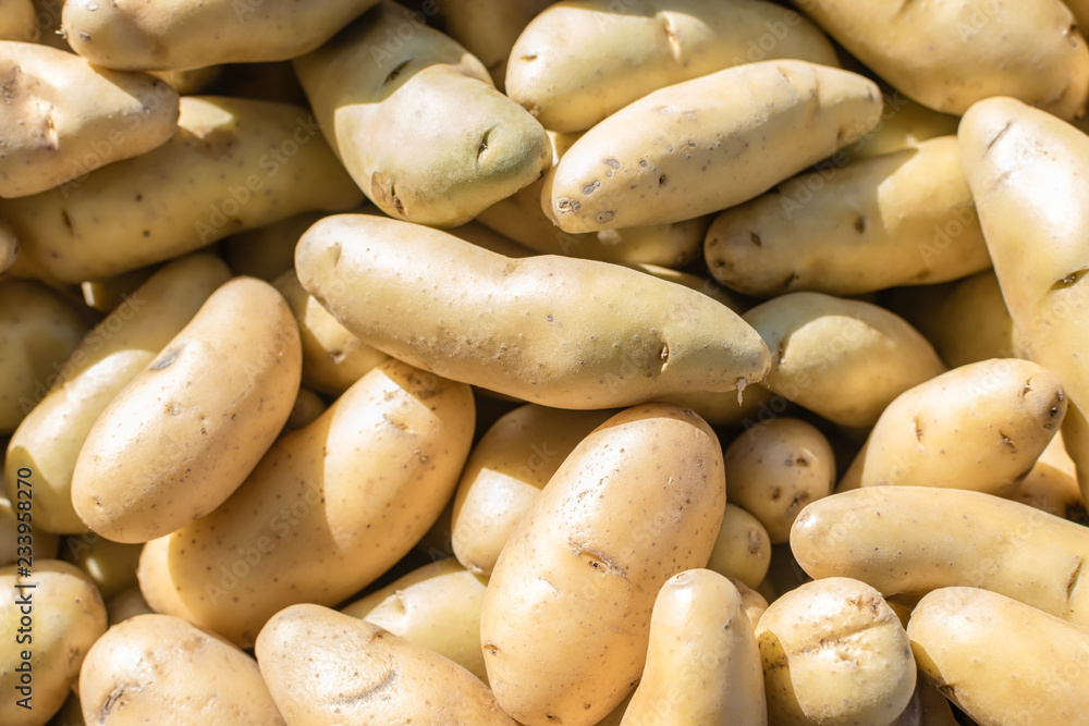 pile of fingerling potatoes fresh from the farm to market pile of fingerling potatoes fresh from the farm to market