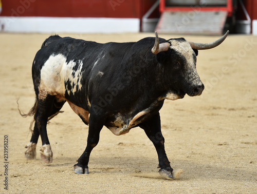 toro español corriendo en plaza de toros