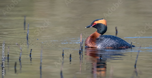 slavonian Grebes
