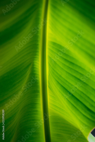 leaf green background