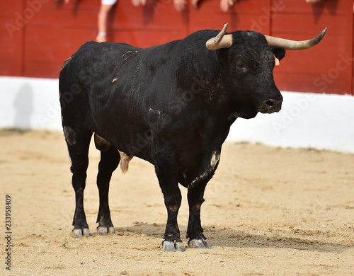 toro en españa