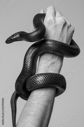 The king's snake Nigrita surrounds the male hand. Black and white photo.