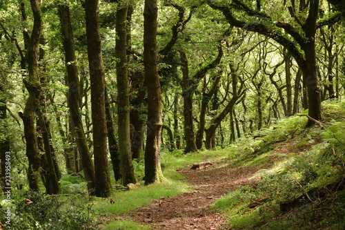 Exmoor magical forest, Tunnel of Trees in the Forest