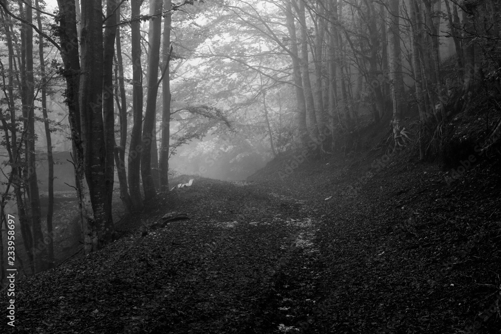 Fototapeta premium forest path in the fog