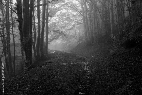 forest path in the fog