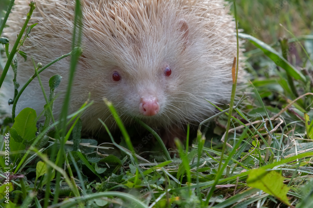 Fototapeta premium hérisson albinos