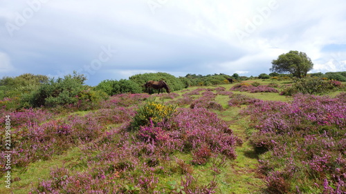 View from Selworthy Beacon, England UK near Exmoor and west of Minehead on the south west coast path with purple heather