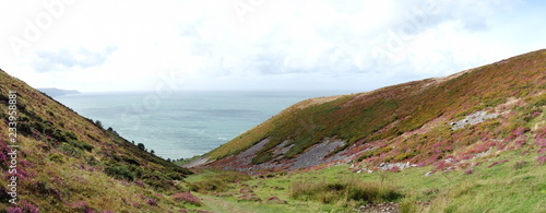 View from Selworthy Beacon, England UK near Exmoor and west of Minehead on the south west coast path with purple heather