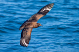 Great skua flying above the blue sea in the netherland