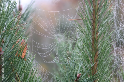 Toile d'araignée photo