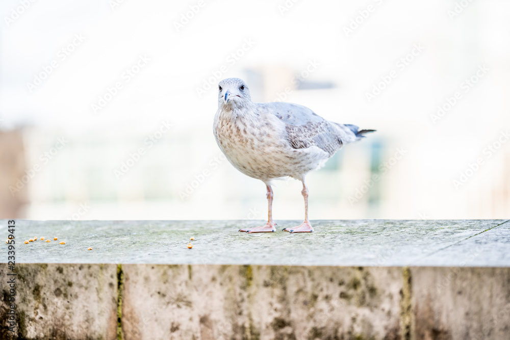 Obraz premium A seagull is staring at the camera. Shallow dept of field and selective focus on eye.
