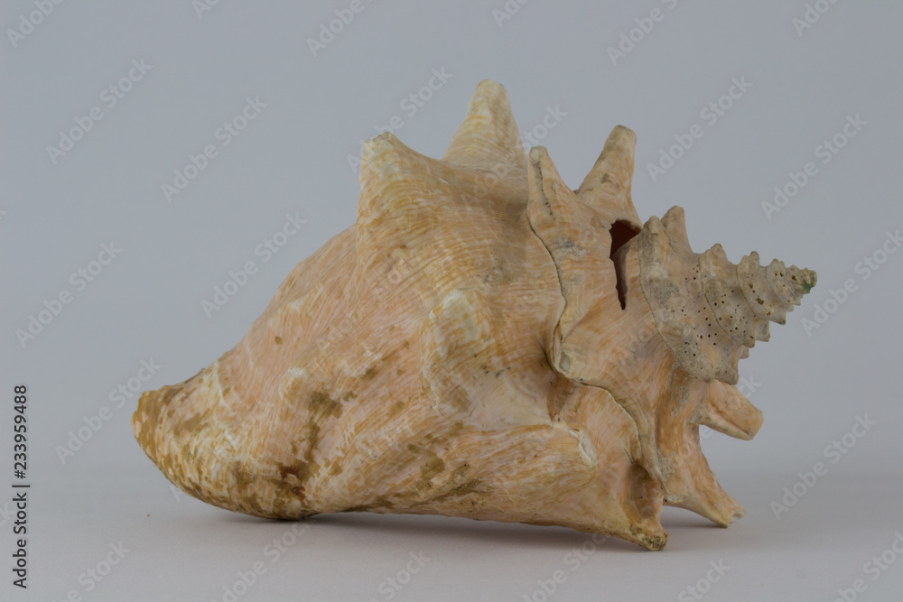 Conch shell Conch shell