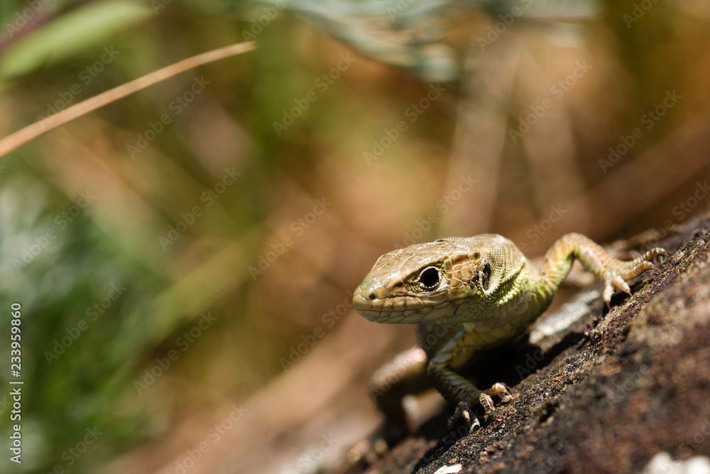 Naklejka premium lizard