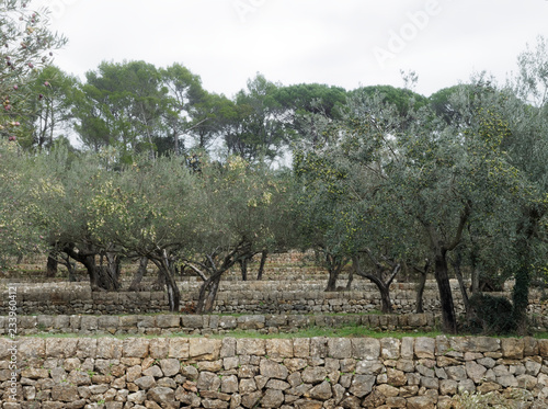 Vergers plantés d'oliviers en Provence