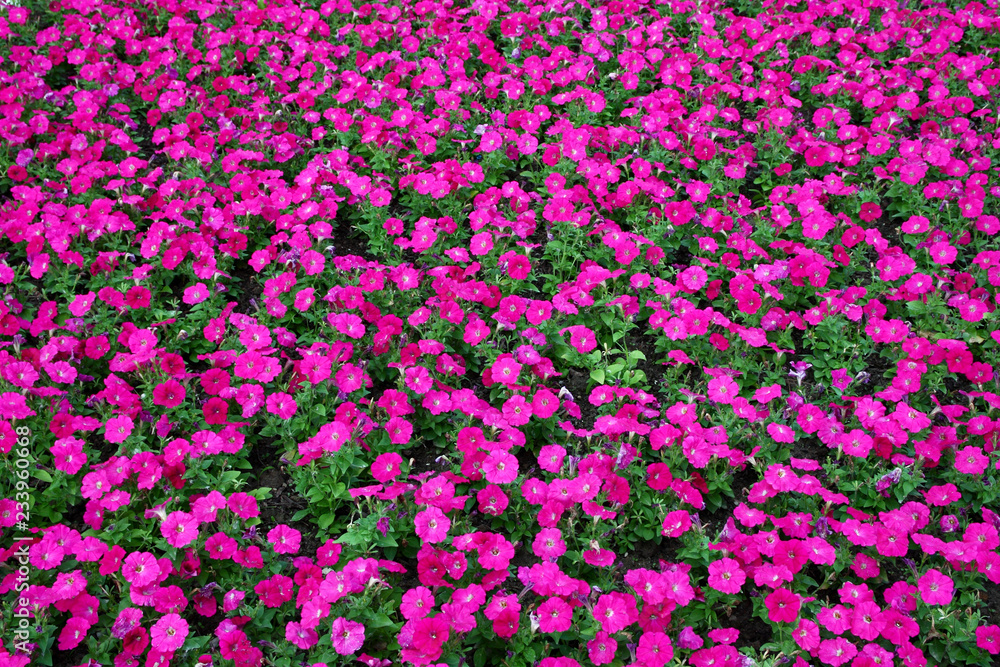 A multitude of pink petunia flowers planted in a flower bed, background A multitude of pink petunia flowers planted in a flower bed, background