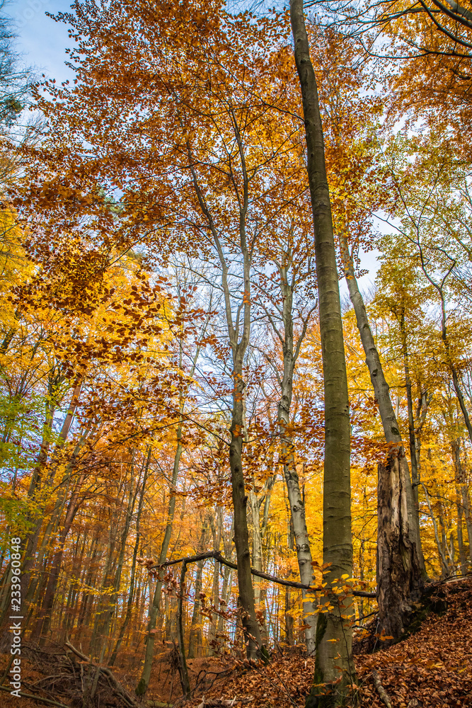 Beech forest in autumn