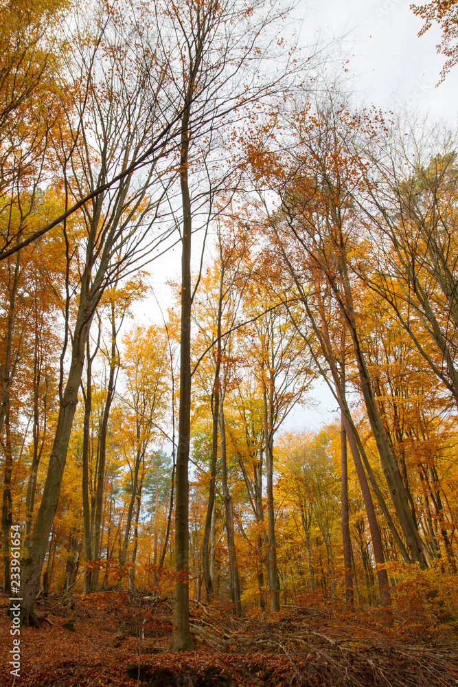 Beech forest in autumn