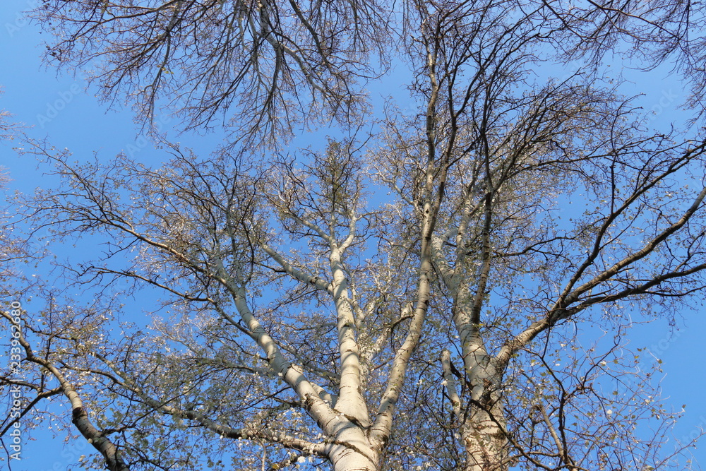 Silberpappel im Herbst Silberpappel im Herbst