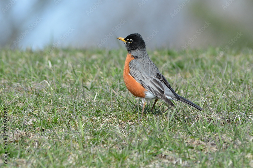 Robin red breast in spring seaching for food. Robin red breast in spring seaching for food.