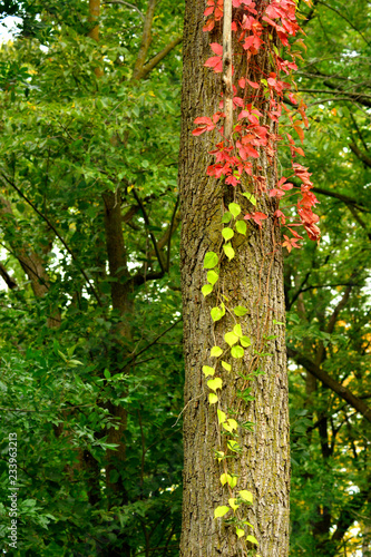 An autumn scene with vines hanging down the side of a tree giving a leading line of colors
