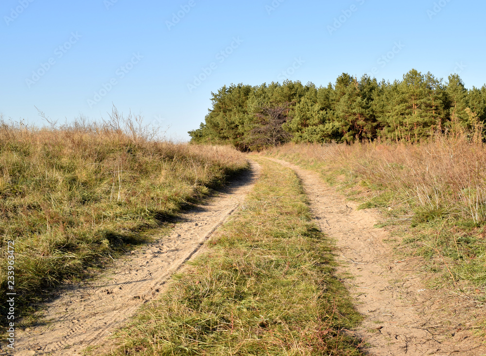 Road to the forest Road to the forest