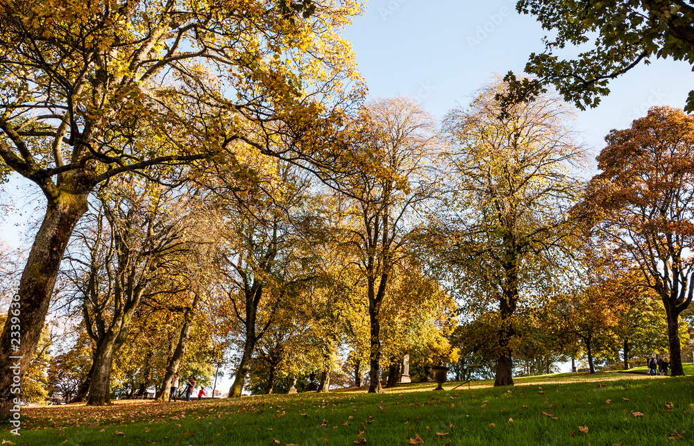 Fototapeta premium Beautiful autumn trees in bright orange and yellows in a green grass park on a sunny day. Taken in Buxton Park, UK in fall.