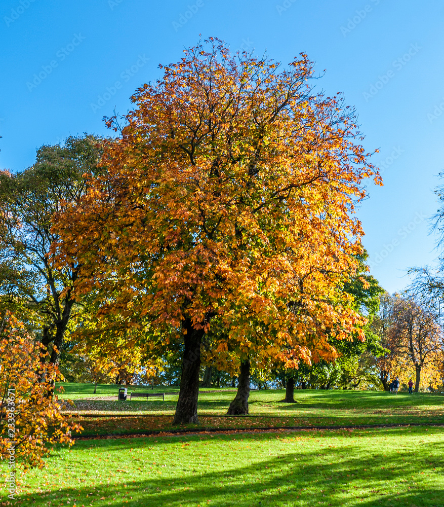 Beautiful autumn trees in bright orange and yellows in a green grass park on a sunny day. Taken in Buxton Park, UK in fall.