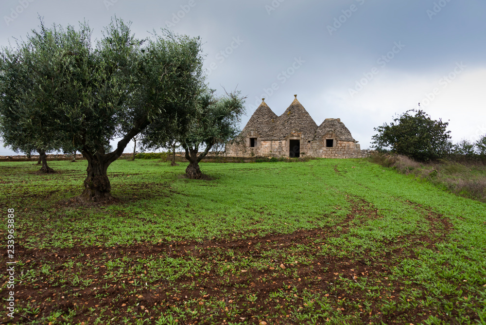 Old abandoned Trullo house and olive trees and tractor tracks on the green field in Puglia, Italy Old abandoned Trullo house and olive trees and tractor tracks on the green field in Puglia, Italy