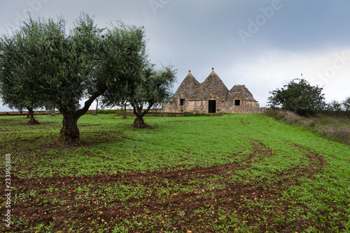 Old abandoned Trullo house and olive trees and tractor tracks on the green field in Puglia, Italy