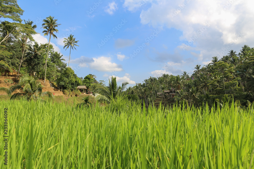 tropical palm forest jungle tropical palm forest jungle