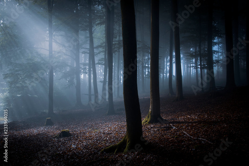 nocturnal forest in moonlight