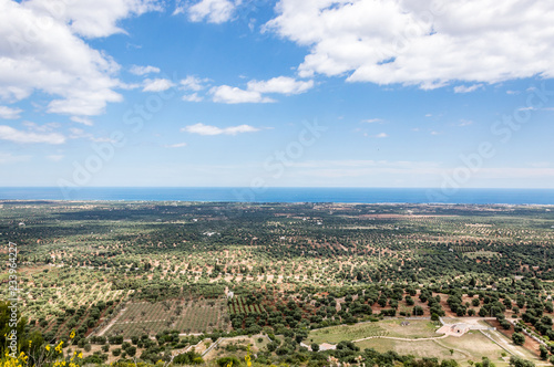 Panoramic view of olive trees plain in front of Ostuni © Sergio Pazzano
