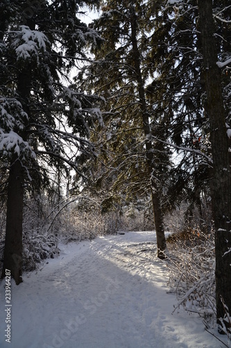 Trail in Winter Forest