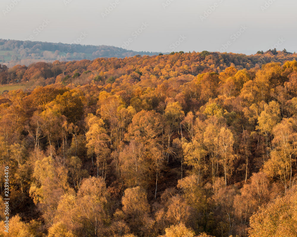 Fototapeta premium Autumn Birch Woods on Kinver Edge, Worcestershire and Staffordshire border