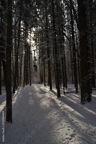 Snowy Trail in Winter Forest