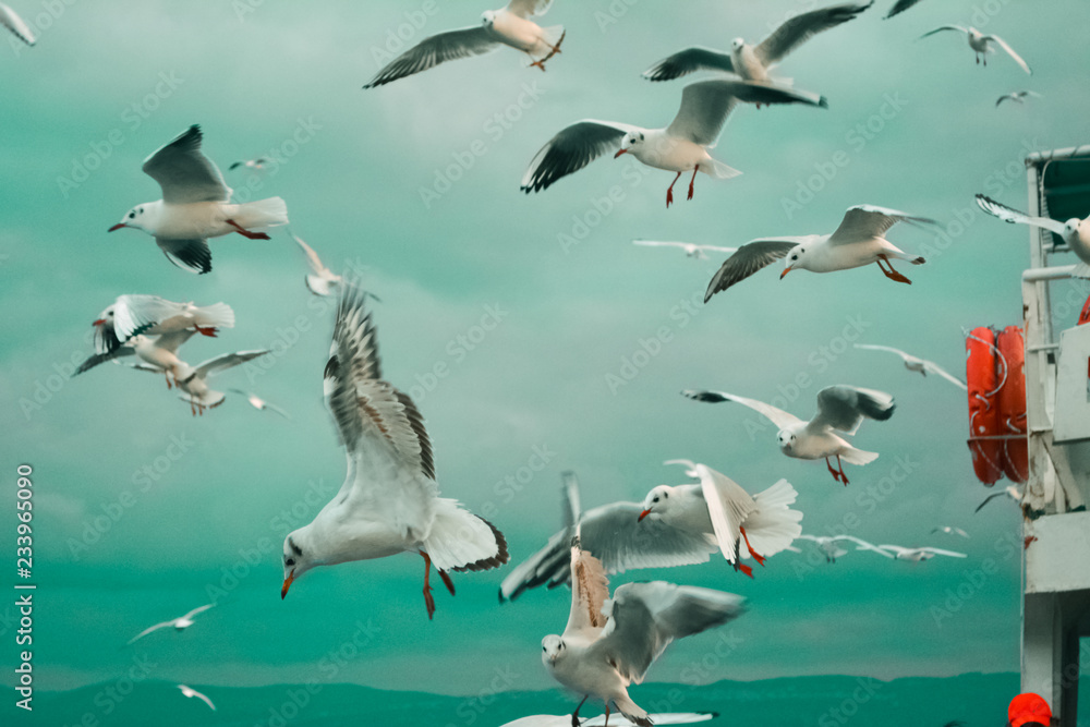 Obraz premium Seagulls flying around the ferry. Meal time for seagulls. Cloudy sky