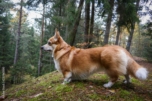 corgi in the forest