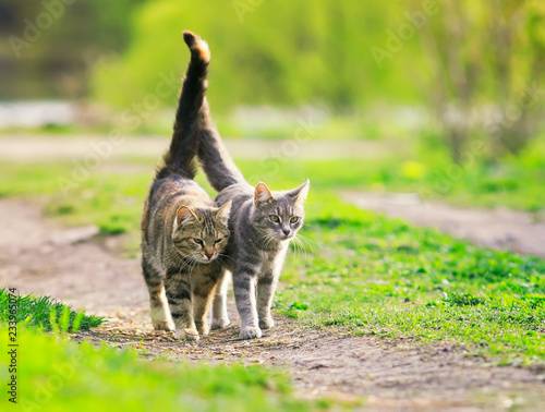 a pair of cute beautiful striped loving cats hugging the green meadow raising...