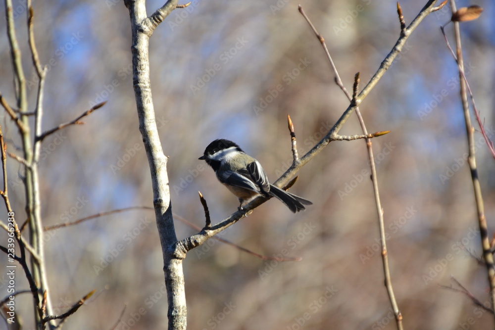 Black-capped Chickadee on a Branch Black-capped Chickadee on a Branch