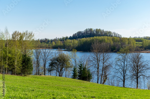 lake shore with distinct trees in green summer
