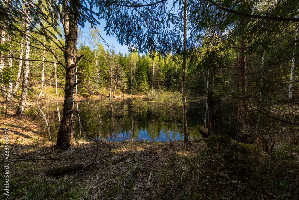 lake shore with distinct trees in green summer