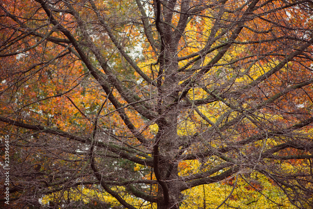 Large dead tree in front of vibrant colorful fall foliage