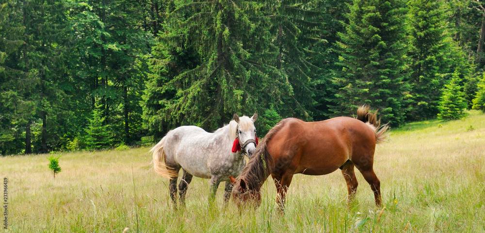 Obraz premium A pair of beautiful horses are grazing in a forest meadow. Wide photo.